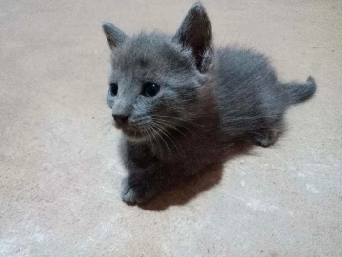 Gato ra a SRD (Sem Raça Definida) idade Abaixo de 2 meses nome Sem nome