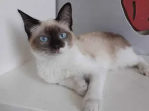 Gato raça SRD- idade 2 a 6 meses nome MILKA
