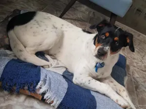 Cachorro raça Vira lata  idade 7 a 11 meses nome Ayron