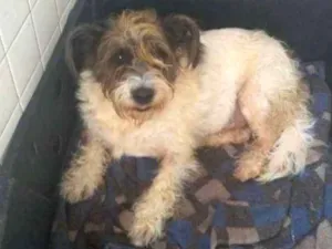 Cachorro raça SRD-ViraLata idade 3 anos nome Bilu
