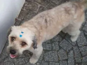 Cachorro raça SRD-ViraLata idade 2 anos nome Cacau