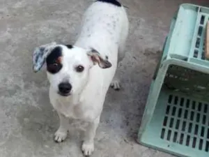 Cachorro raça SRD-ViraLata idade 7 a 11 meses nome Princesa