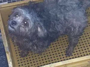 Cachorro raça SRD-ViraLata idade 2 anos nome Amora