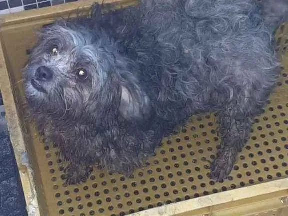 Cachorro ra a SRD-ViraLata idade 2 anos nome Amora