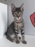 TECA