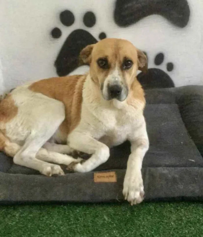 Cachorro ra a Mestiça  idade 2 anos nome Malhada 