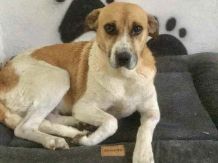 Cachorro ra a Mestiça  idade 2 anos nome Malhada 