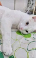Floquinho 