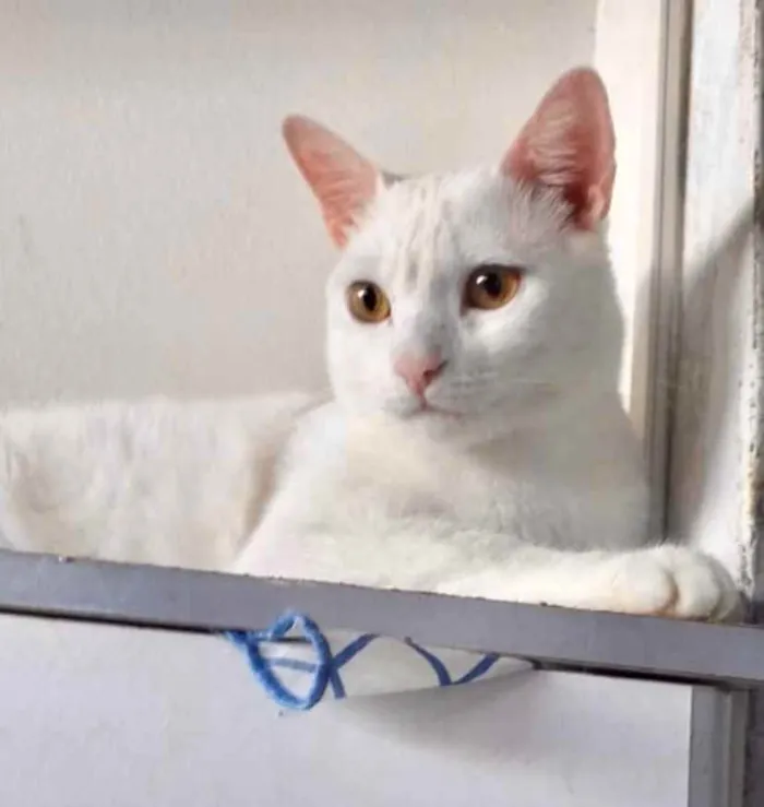 Gato ra a SRD idade 1 ano nome Floquinho 