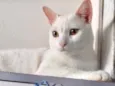 Floquinho 