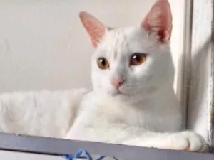 Gato raça SRD idade 1 ano nome Floquinho 