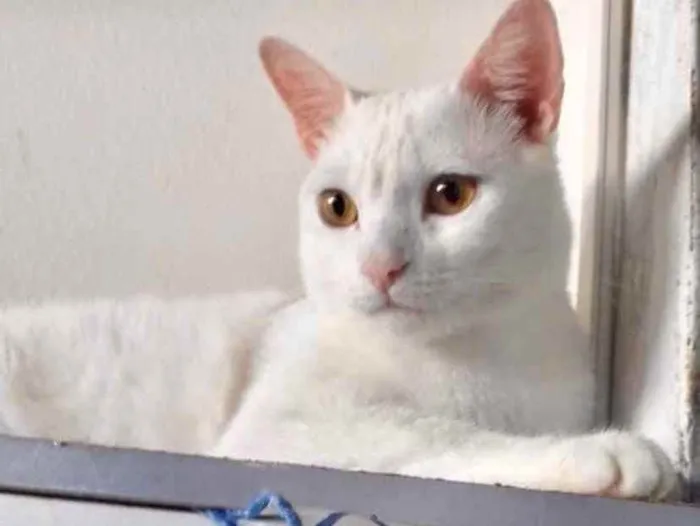 Gato ra a SRD idade 1 ano nome Floquinho 