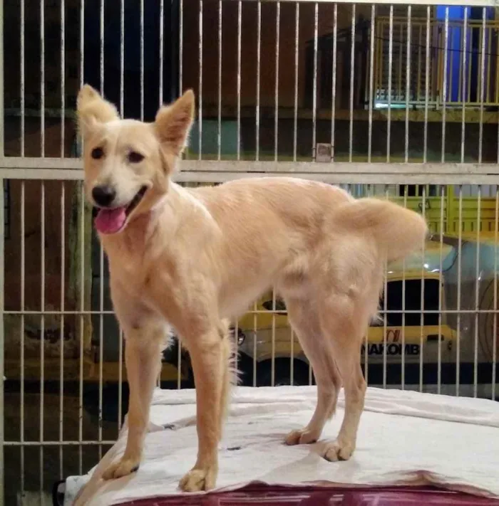 Cachorro ra a Pastor Suíço  idade 7 a 11 meses nome Lobinho