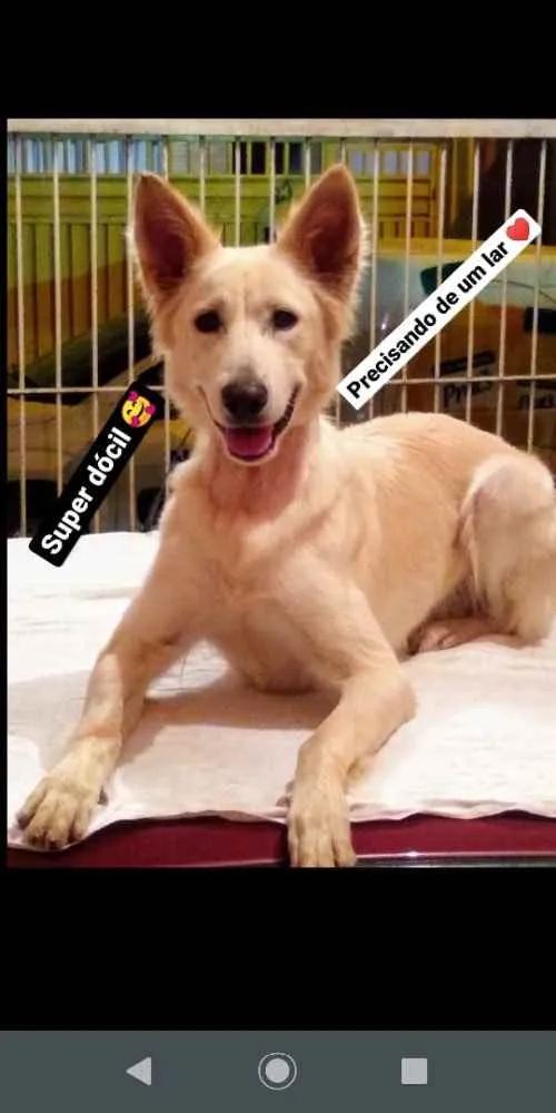 Cachorro ra a Pastor Suíço  idade 7 a 11 meses nome Lobinho