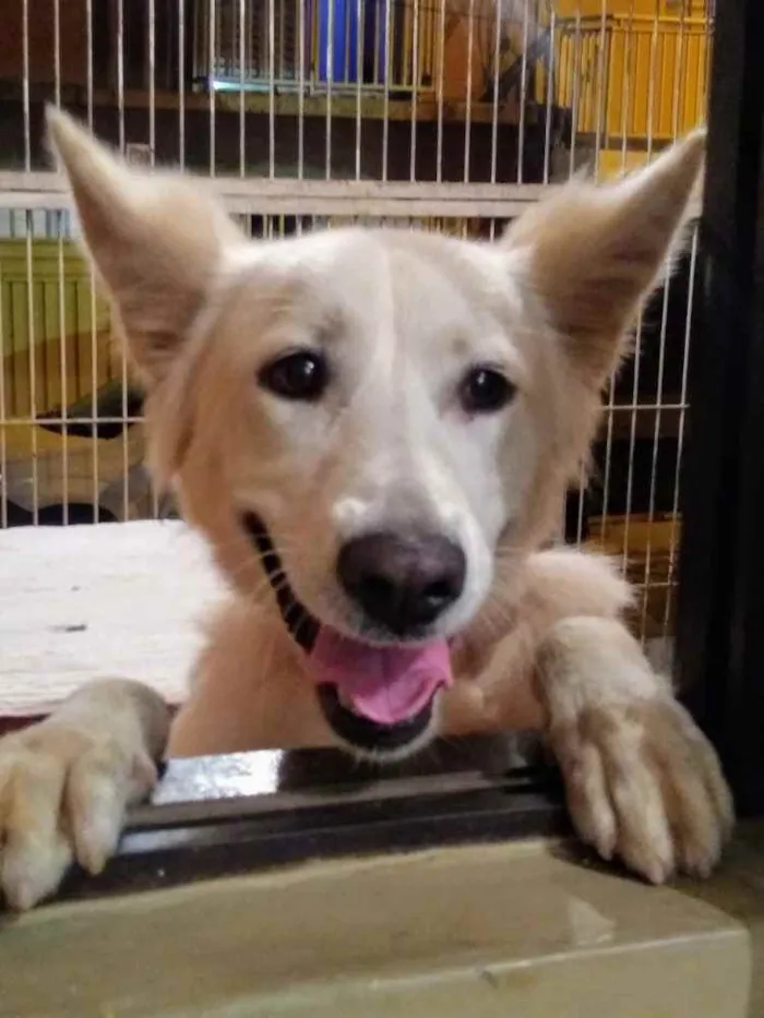 Cachorro ra a Pastor Suíço  idade 7 a 11 meses nome Lobinho