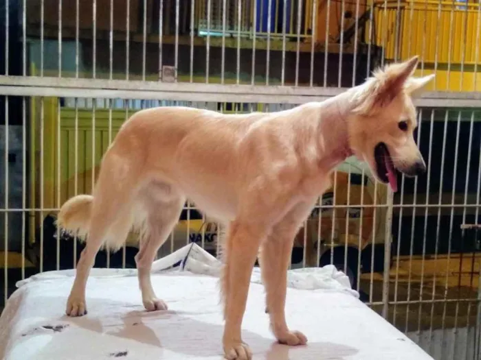 Cachorro ra a Pastor Suíço  idade 7 a 11 meses nome Lobinho