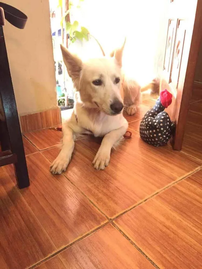 Cachorro ra a Pastor Suíço  idade 7 a 11 meses nome Lobinho
