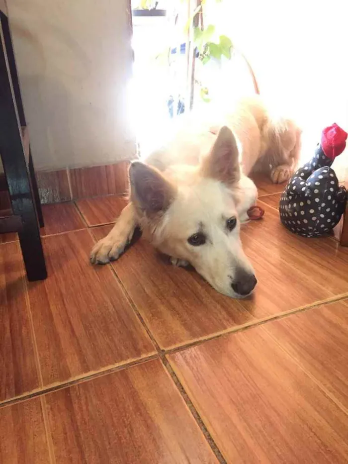 Cachorro ra a Pastor Suíço  idade 7 a 11 meses nome Lobinho