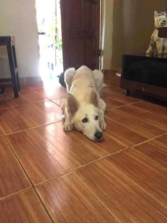Cachorro ra a Pastor Suíço  idade 7 a 11 meses nome Lobinho