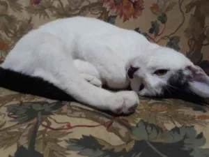 Gato raça S/D idade 2 a 6 meses nome Belinha
