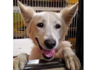 Cachorro raça Pastor Suíço  idade 7 a 11 meses nome Lobinho