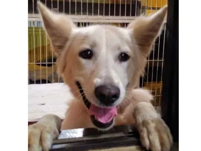 Cachorro ra a Pastor Suíço  idade 7 a 11 meses nome Lobinho