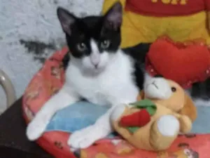 Gato raça SRD idade 2 a 6 meses nome Pompeu 