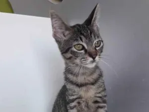 Gato raça SRD idade 2 a 6 meses nome TECA