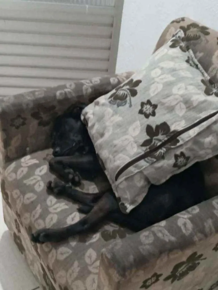 Cachorro ra a Vira lata idade 1 ano nome Valentim