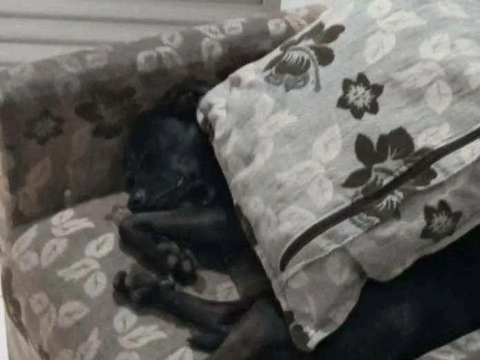 Cachorro ra a Vira lata idade 1 ano nome Valentim