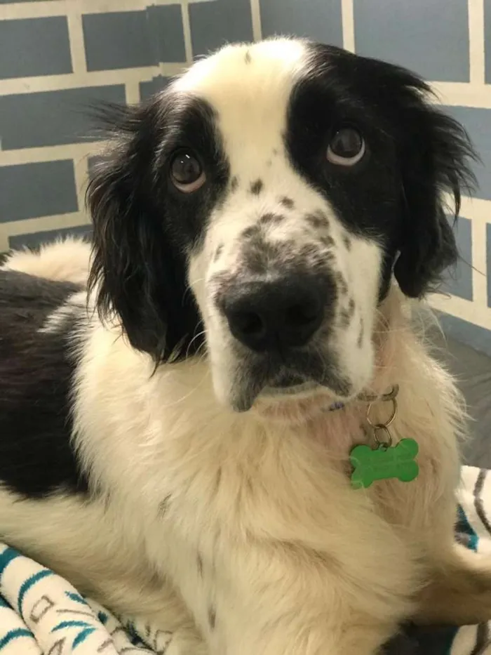 Cachorro ra a Mix de Cocker idade 4 anos nome Bento