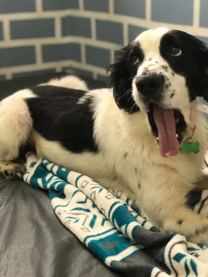 Cachorro ra a Mix de Cocker idade 4 anos nome Bento