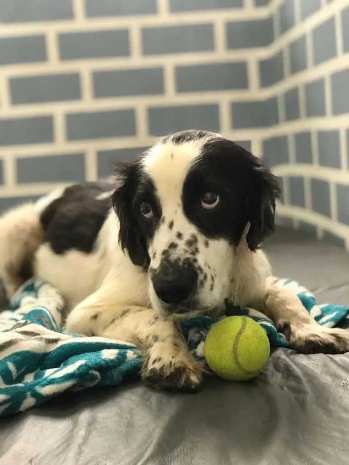 Cachorro ra a Mix de Cocker idade 4 anos nome Bento