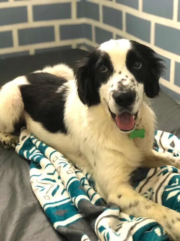 Cachorro ra a Mix de Cocker idade 4 anos nome Bento