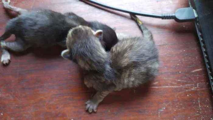 Gato ra a Gato preto e rajado  idade Abaixo de 2 meses nome Sem nome