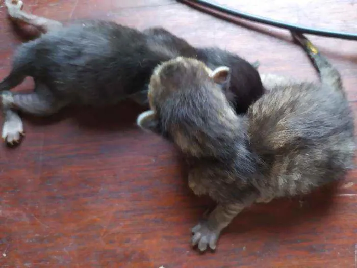 Gato ra a Gato preto e rajado  idade Abaixo de 2 meses nome Sem nome