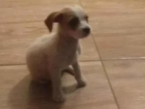 Cachorro raça Shih tzu com basset idade 2 a 6 meses nome Mel