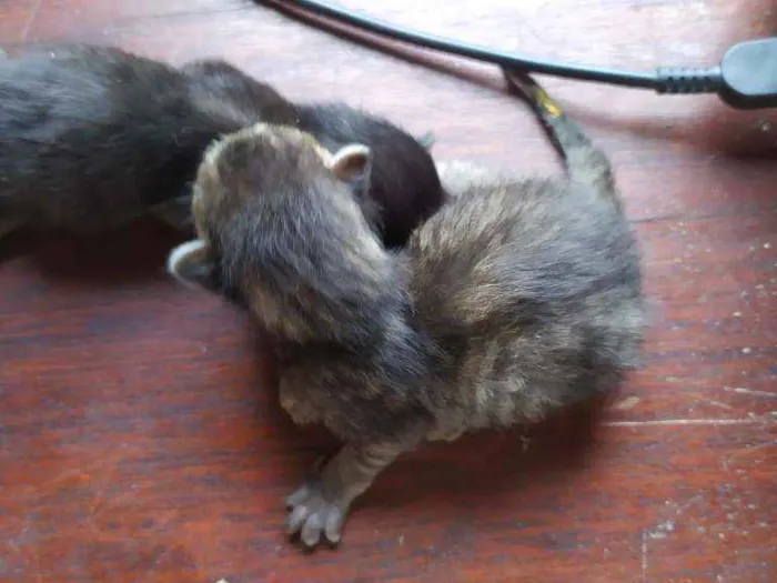Gato ra a Gato preto e rajado  idade Abaixo de 2 meses nome Sem nome