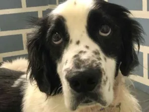 Cachorro raça Mix de Cocker idade 4 anos nome Bento