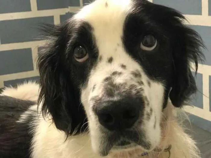 Cachorro ra a Mix de Cocker idade 4 anos nome Bento