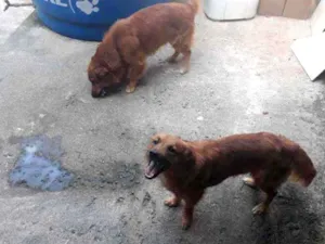 Cachorro raça vira lata idade 2 anos nome Flex