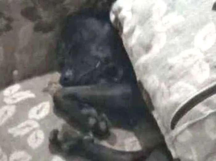 Cachorro ra a Vira lata idade 1 ano nome Valentim