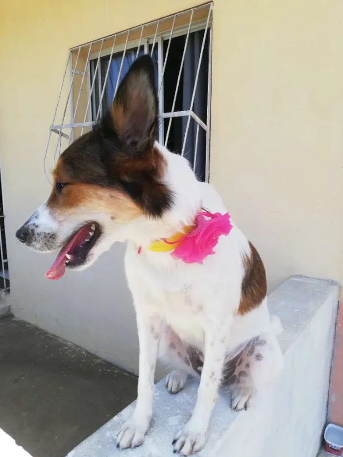 Cachorro raça SRD-ViraLata idade 1 ano nome Brisa