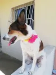 Brisa