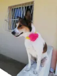 Brisa