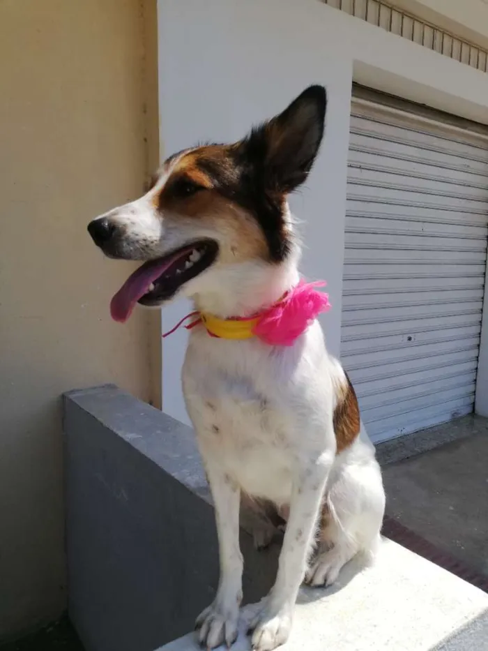 Cachorro raça SRD-ViraLata idade 1 ano nome Brisa