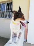 Brisa