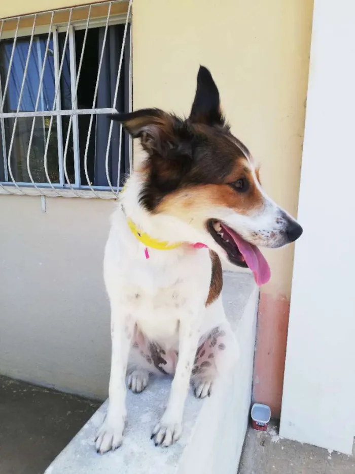 Cachorro raça SRD-ViraLata idade 1 ano nome Brisa