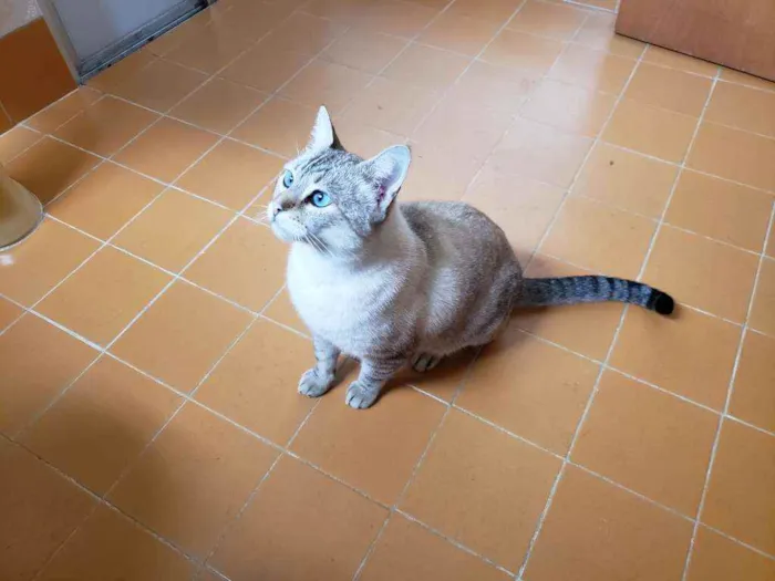 Gato ra a Srd idade 3 anos nome Valentim