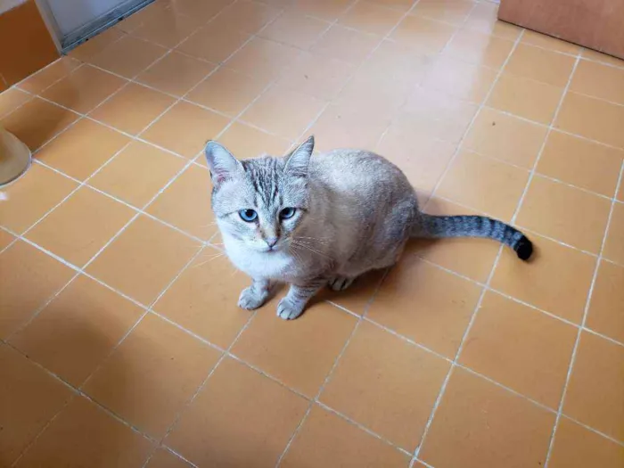Gato ra a Srd idade 3 anos nome Valentim